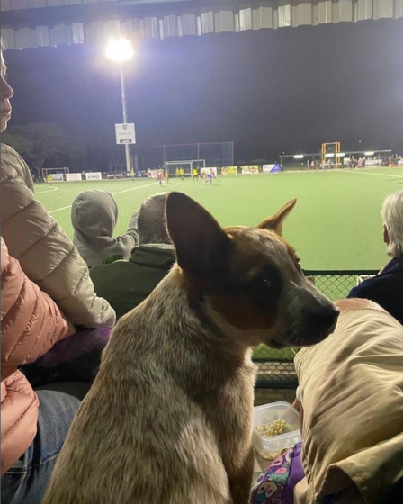 Red cattle dog sports fanatic