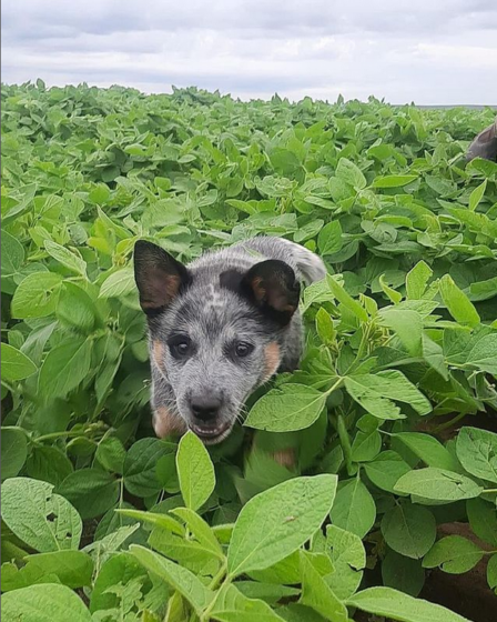 Farm dog