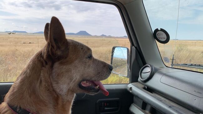 Yarra enjoys the trip