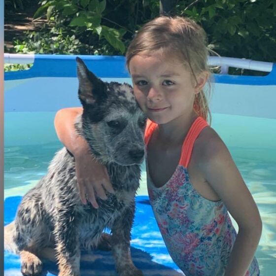 Gerca cattle dogs love water