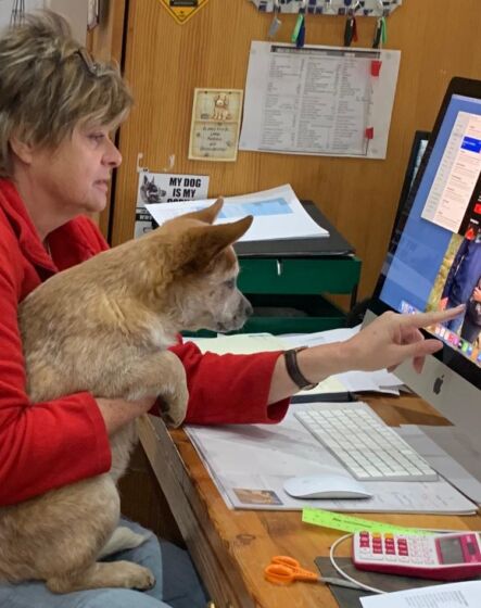 Linkie the computer boffin Linkie the computer boffin