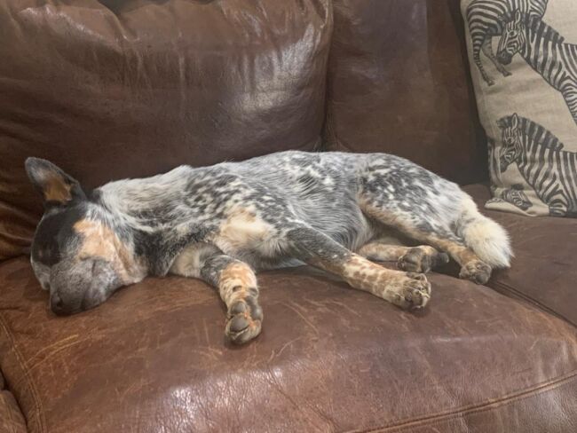 Misty dreaming of cattle Misty dreaming of cattle