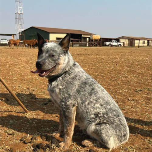 Jimba the farm worker